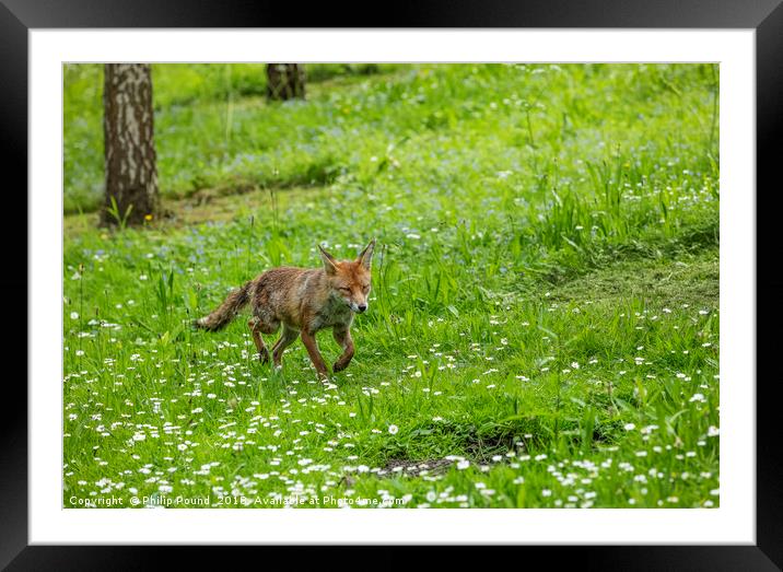 Fox in a meadow Framed Mounted Print by Philip Pound