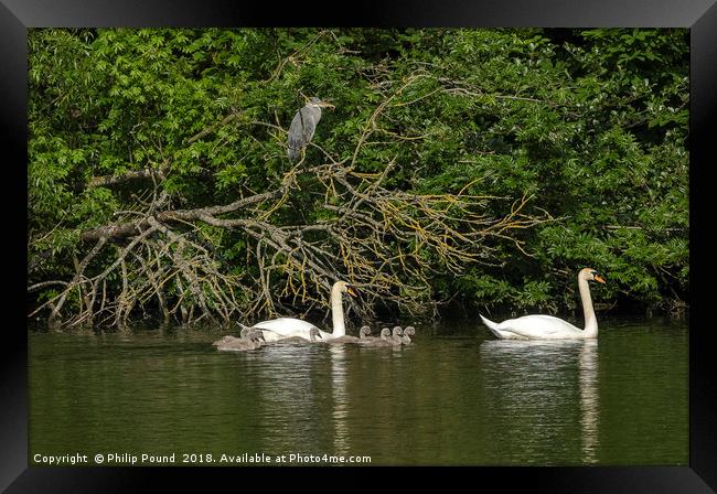 Mute Swans on lake with cygnets and grey heron Framed Print by Philip Pound