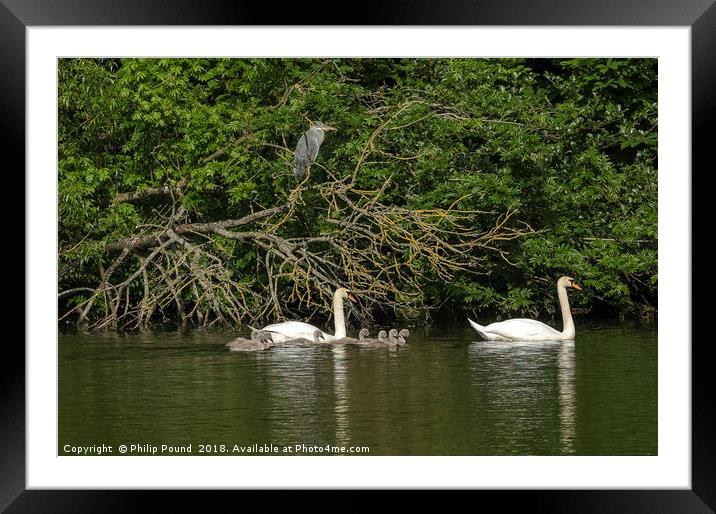Mute Swans on lake with cygnets and grey heron Framed Mounted Print by Philip Pound