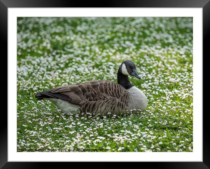 Canada goose sitting in a field of white daisies Framed Mounted Print by Philip Pound