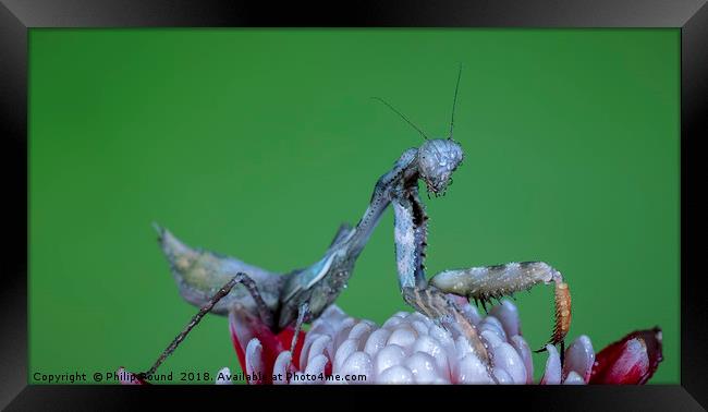 Praying Mantis  Framed Print by Philip Pound