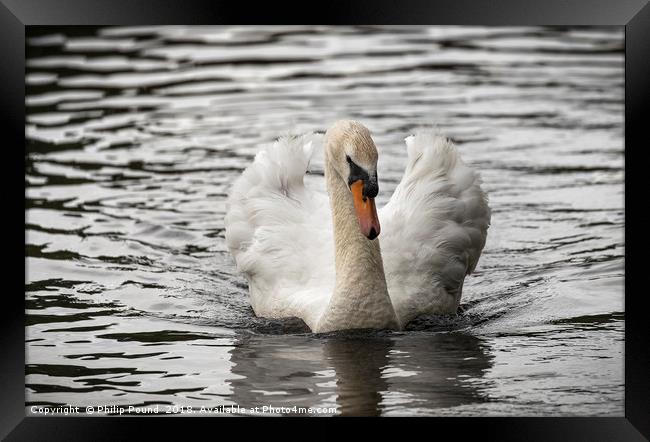 Mute Swan on Lake Framed Print by Philip Pound