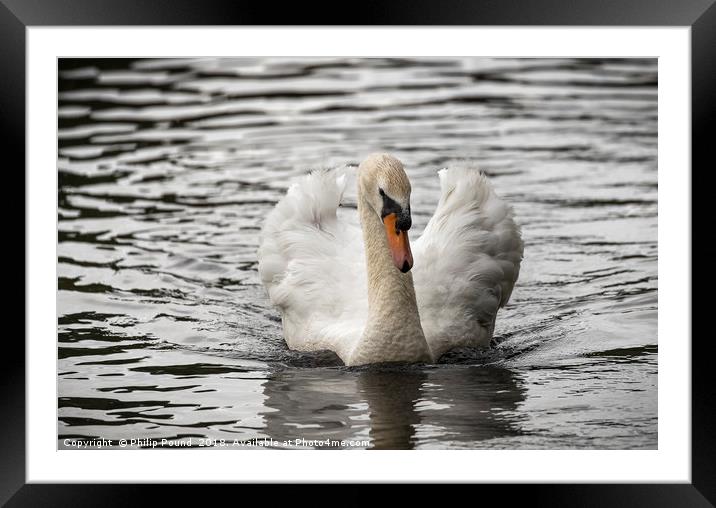 Mute Swan on Lake Framed Mounted Print by Philip Pound