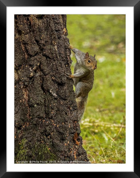 Grey Squirrel on Tree Trunk Framed Mounted Print by Philip Pound