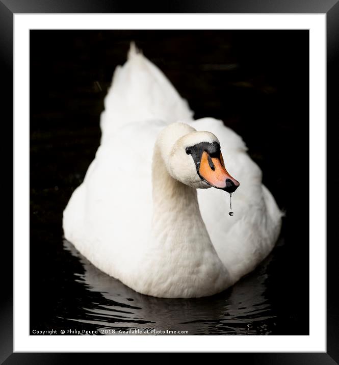 Swan in water Framed Mounted Print by Philip Pound