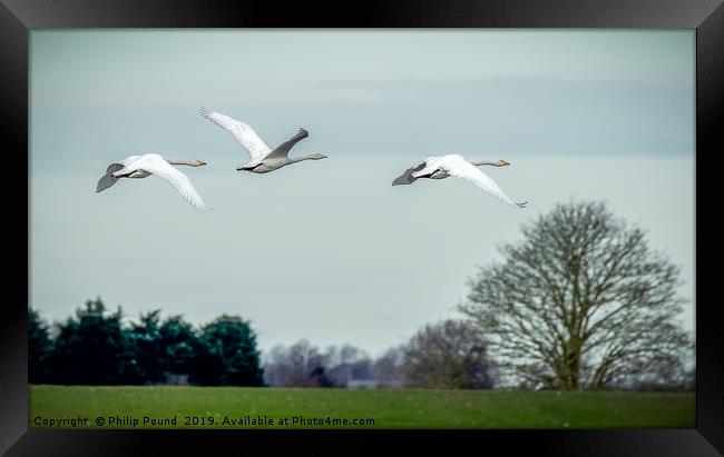Whooper Swans in Flight Framed Print by Philip Pound