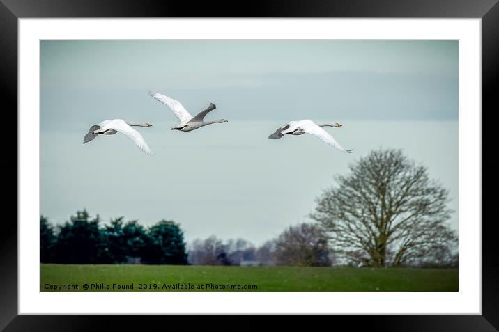 Whooper Swans in Flight Framed Mounted Print by Philip Pound