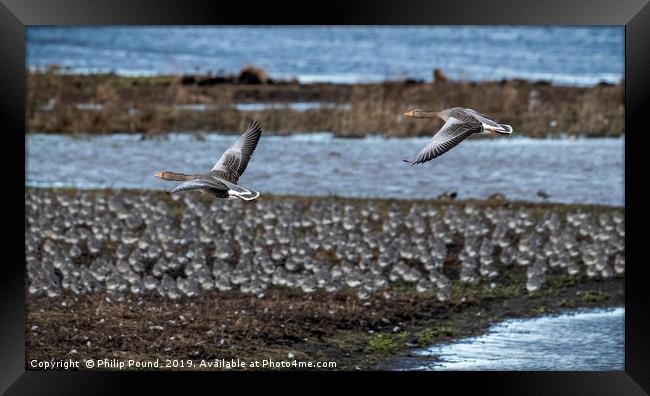 Pair of Grey Lag Geese in Flight Framed Print by Philip Pound