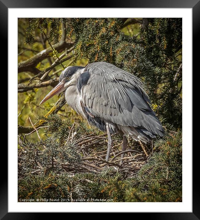 Grey Heron Perched on a nest Framed Mounted Print by Philip Pound