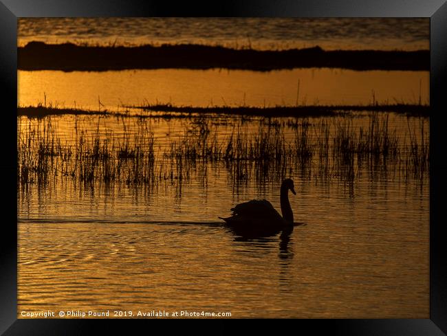 Swan on water at sunset Framed Print by Philip Pound