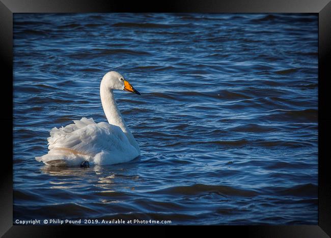 Whooper Swan on Wetlands Framed Print by Philip Pound