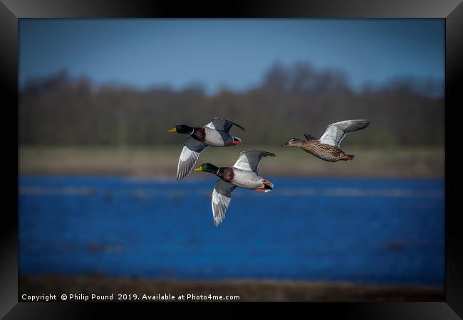 Mallard Ducks Flying  Framed Print by Philip Pound