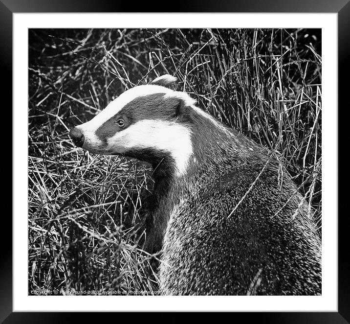 Badger Black and White Portrait Framed Mounted Print by Philip Pound