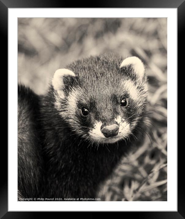 Black and white close up of polecat Framed Mounted Print by Philip Pound