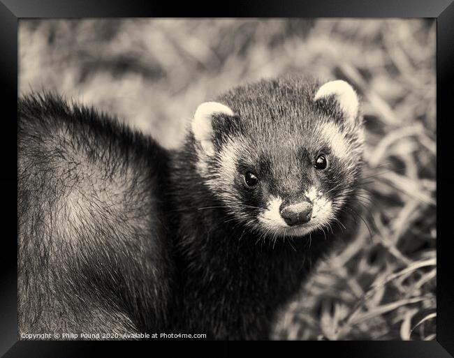 Black and white polecat Framed Print by Philip Pound