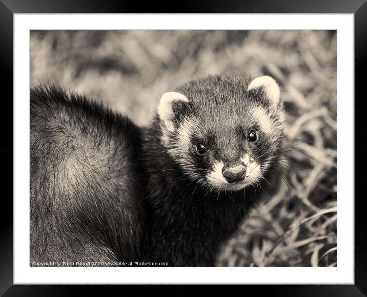 Black and white polecat Framed Mounted Print by Philip Pound