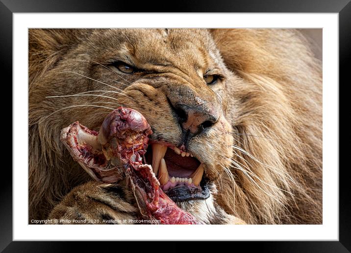 Lion Eating Raw Meat Framed Mounted Print by Philip Pound