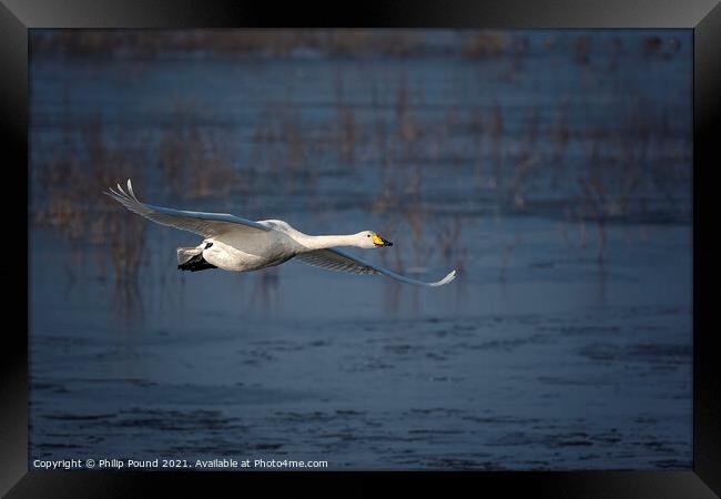 Whooper Swan in Flight Framed Print by Philip Pound