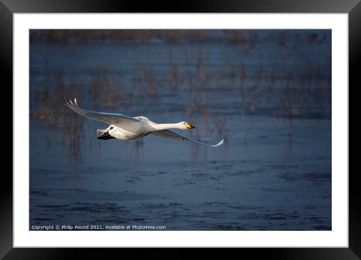Whooper Swan in Flight Framed Mounted Print by Philip Pound