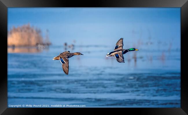 Mallard Ducks in Flight Framed Print by Philip Pound