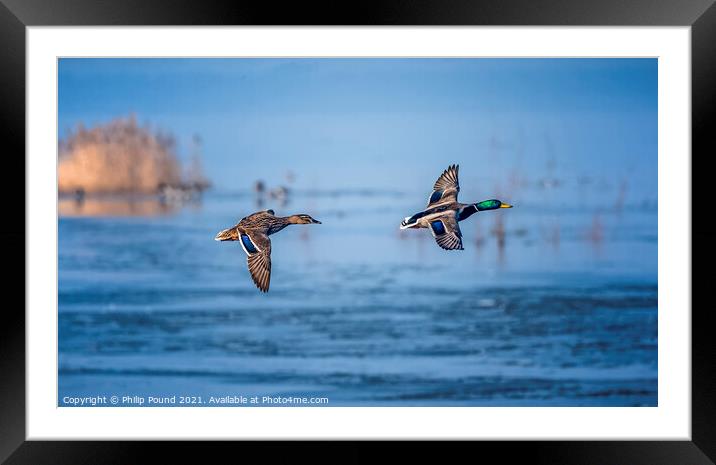 Mallard Ducks in Flight Framed Mounted Print by Philip Pound