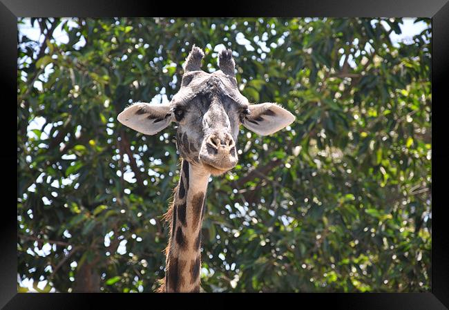 Who Me? Framed Print by Andie Weston