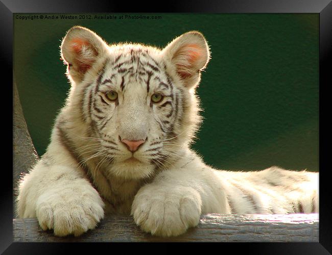 White Tiger Cub Framed Print by Andie Weston