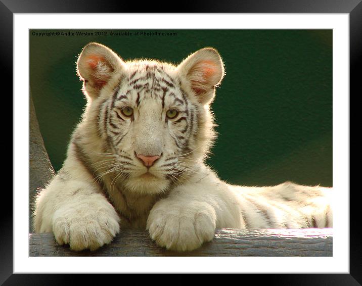 White Tiger Cub Framed Mounted Print by Andie Weston