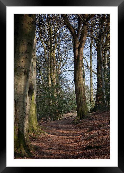 Walk in the trees Framed Mounted Print by Derek Corner