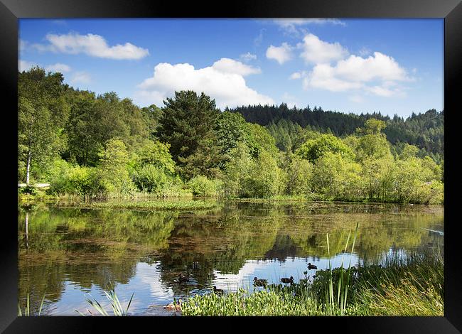  small lochan at The Lodge Forest Visitor Centre Framed Print by Derek Corner