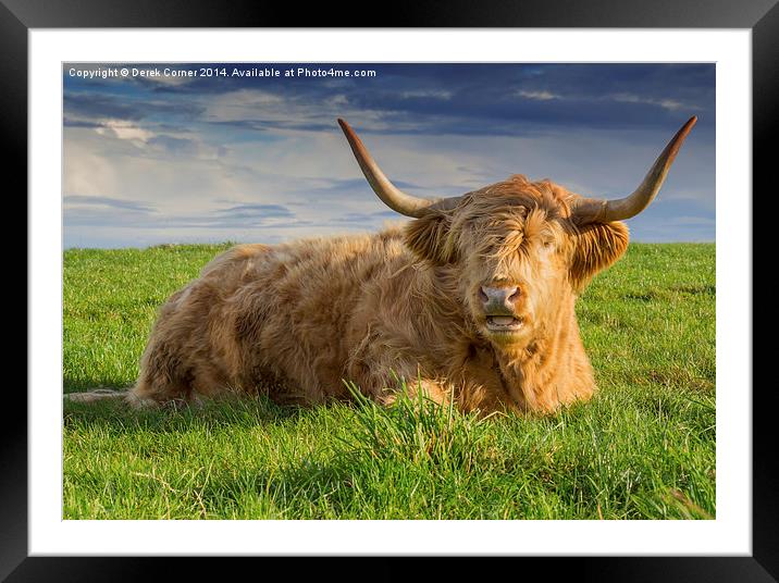  Highland cow Framed Mounted Print by Derek Corner