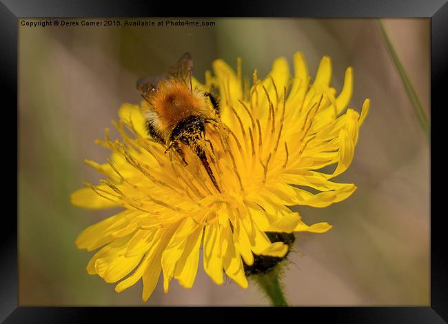  Carder bee on yellow flower Framed Print by Derek Corner