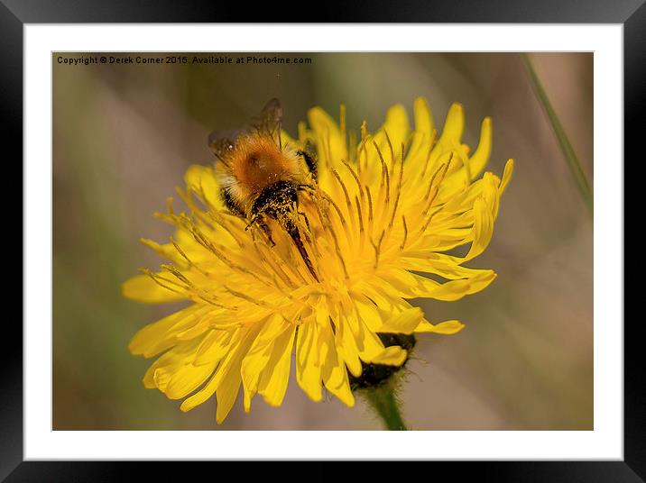  Carder bee on yellow flower Framed Mounted Print by Derek Corner