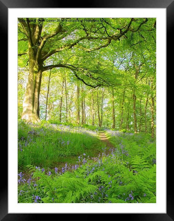  Evening walk in the bluebell wood Framed Mounted Print by Derek Corner