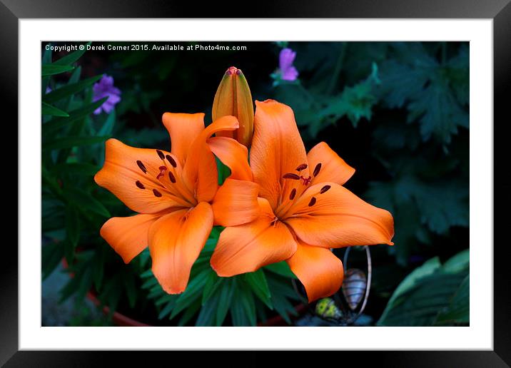  Orange lily Framed Mounted Print by Derek Corner