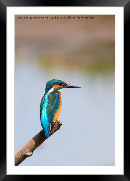 Kingfishers on perch Framed Mounted Print by Derek Corner