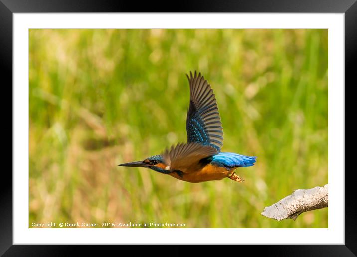 Kingfisher in flight Framed Mounted Print by Derek Corner