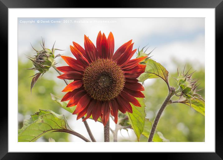 Sunflower Framed Mounted Print by Derek Corner