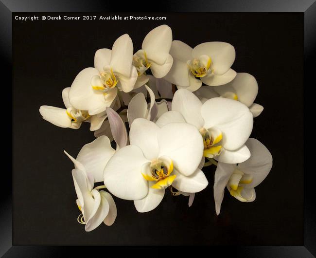White Orchid Flowers Framed Print by Derek Corner