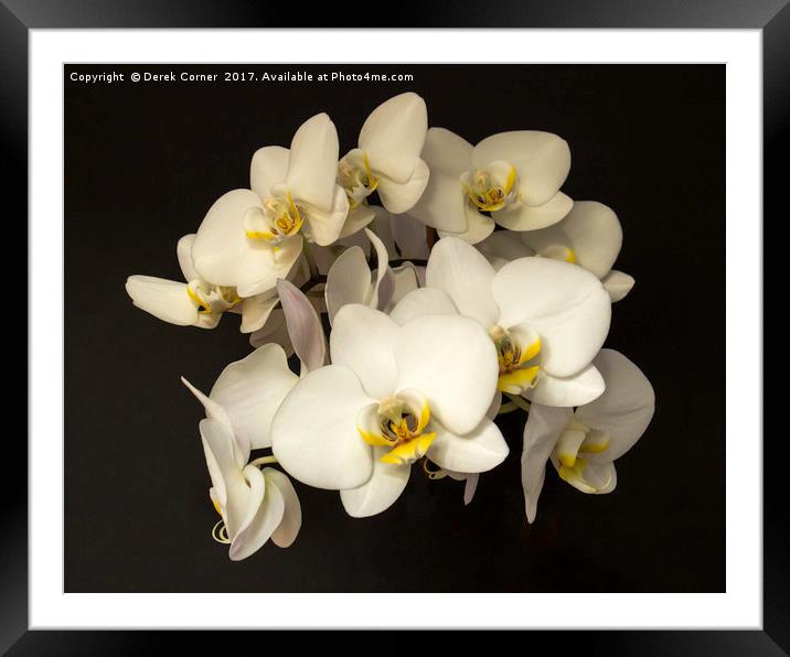 White Orchid Flowers Framed Mounted Print by Derek Corner