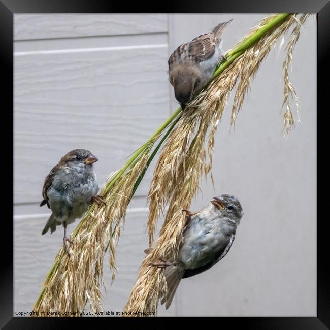 Three sparrows feeding on pampas grass Framed Print by Derek Corner