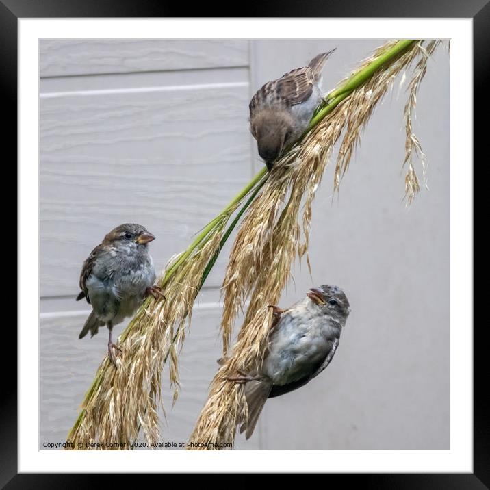 Three sparrows feeding on pampas grass Framed Mounted Print by Derek Corner