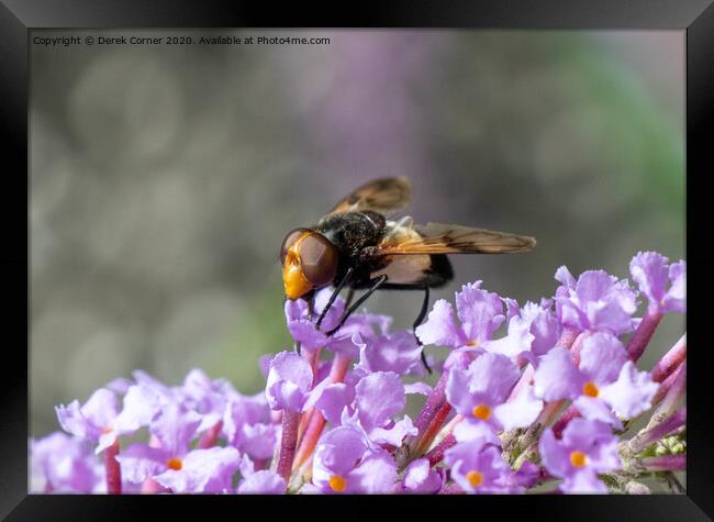 Flower with insect Framed Print by Derek Corner