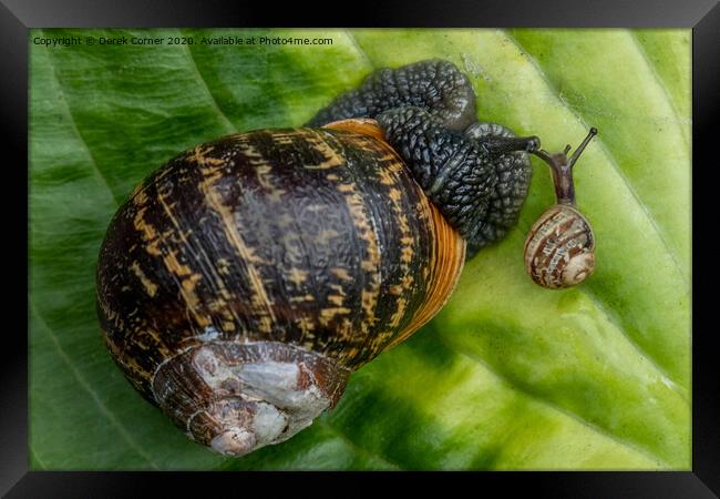 Parent and child Framed Print by Derek Corner