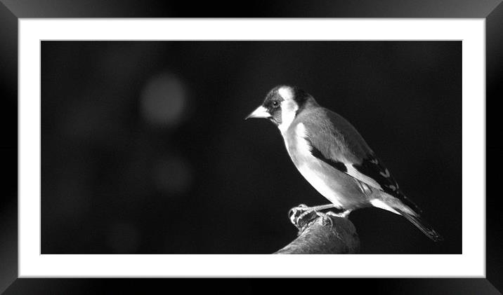 Winter Finch Framed Mounted Print by Brian Fuller