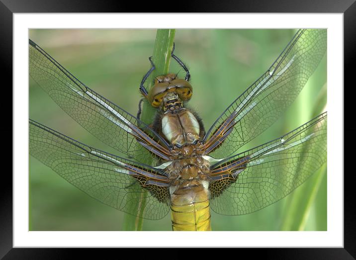 New Wings Framed Mounted Print by Brian Fuller