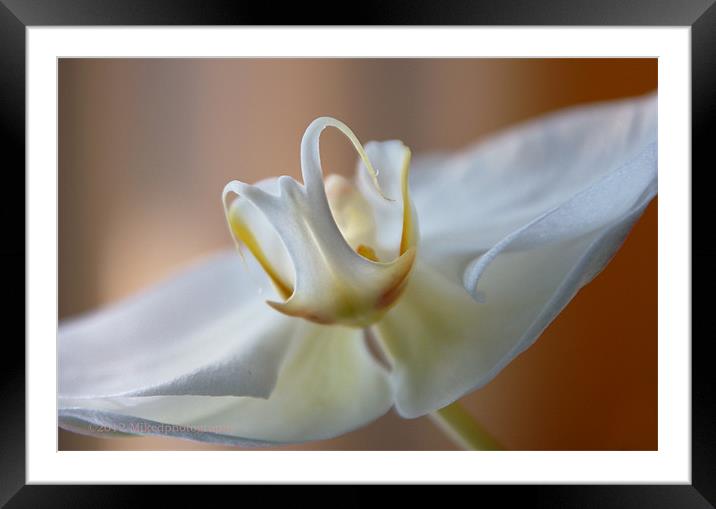The moth orchid angel Framed Mounted Print by mike Davies