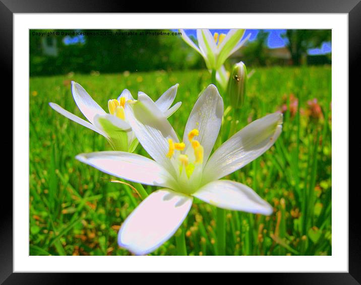 Common white field flower Framed Mounted Print by David Kesterson