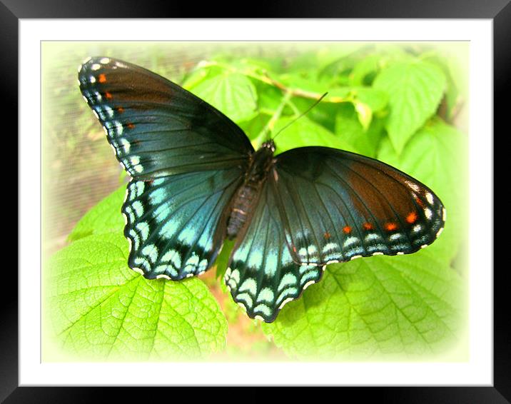 Butterfly zone Framed Mounted Print by David Kesterson