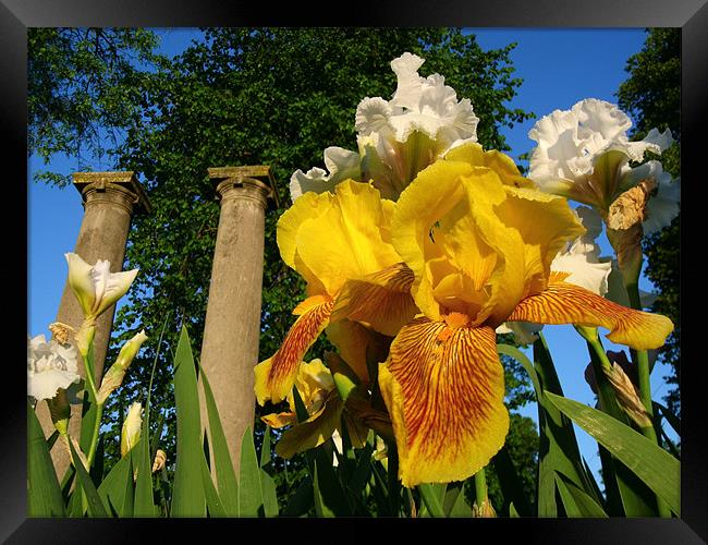 Twin Columns and Iris blooms Framed Print by David Kesterson